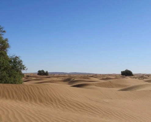 investissement durable desert timber africa